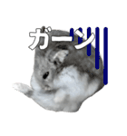 ジャンガリアンハムスター実写スタンプ8（個別スタンプ：38）