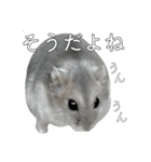 ジャンガリアンハムスター実写スタンプ8（個別スタンプ：39）