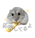 ジャンガリアンハムスター実写スタンプ8（個別スタンプ：40）