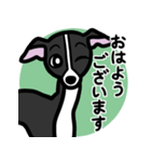 【ブラック】1年中使えるイタグレスタンプ（個別スタンプ：1）