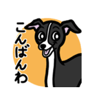 【ブラック】1年中使えるイタグレスタンプ（個別スタンプ：3）