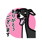 【ブラック】1年中使えるイタグレスタンプ（個別スタンプ：5）