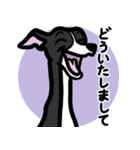 【ブラック】1年中使えるイタグレスタンプ（個別スタンプ：6）