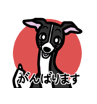 【ブラック】1年中使えるイタグレスタンプ（個別スタンプ：11）