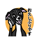 【ブラック】1年中使えるイタグレスタンプ（個別スタンプ：17）