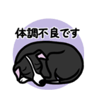 【ブラック】1年中使えるイタグレスタンプ（個別スタンプ：20）