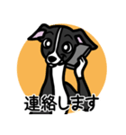 【ブラック】1年中使えるイタグレスタンプ（個別スタンプ：24）