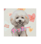 poodle2025（個別スタンプ：2）