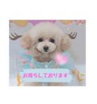 poodle2025（個別スタンプ：3）