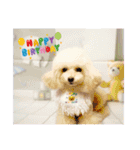 poodle2025（個別スタンプ：5）