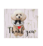 poodle2025（個別スタンプ：6）