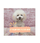poodle2025（個別スタンプ：7）