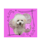 poodle2025（個別スタンプ：8）