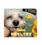 poodle2025（個別スタンプ：9）