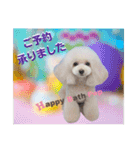 poodle2025（個別スタンプ：10）