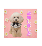 poodle2025（個別スタンプ：11）