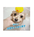 poodle2025（個別スタンプ：12）