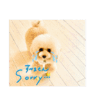 poodle2025（個別スタンプ：13）
