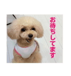 poodle2025（個別スタンプ：14）