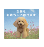 poodle2025（個別スタンプ：15）