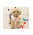 poodle2025（個別スタンプ：16）