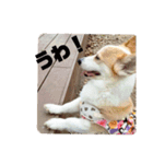 お散歩はむちゃん（個別スタンプ：3）