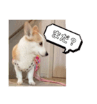 お散歩はむちゃん（個別スタンプ：5）