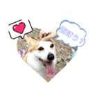 お散歩はむちゃん（個別スタンプ：6）