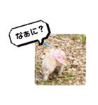 お散歩はむちゃん（個別スタンプ：10）
