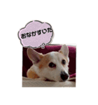 お散歩はむちゃん（個別スタンプ：16）