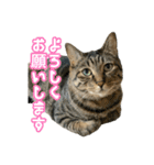うちのこたむぎスタンプ（個別スタンプ：15）