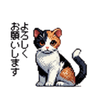 かしこい！三毛猫のスタンプ（個別スタンプ：1）