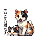 かしこい！三毛猫のスタンプ（個別スタンプ：5）