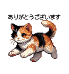 かしこい！三毛猫のスタンプ（個別スタンプ：6）