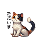 かしこい！三毛猫のスタンプ（個別スタンプ：10）