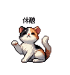かしこい！三毛猫のスタンプ（個別スタンプ：11）