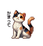 かしこい！三毛猫のスタンプ（個別スタンプ：12）