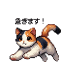 かしこい！三毛猫のスタンプ（個別スタンプ：15）