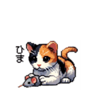 かしこい！三毛猫のスタンプ（個別スタンプ：19）