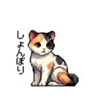 かしこい！三毛猫のスタンプ（個別スタンプ：27）