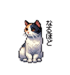 かしこい！三毛猫のスタンプ（個別スタンプ：32）