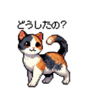 かしこい！三毛猫のスタンプ（個別スタンプ：34）