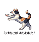 かしこい！三毛猫のスタンプ（個別スタンプ：37）