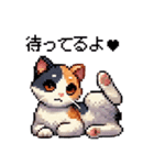 かしこい！三毛猫のスタンプ（個別スタンプ：39）