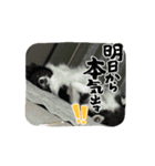 ボーダーコリーです（個別スタンプ：5）