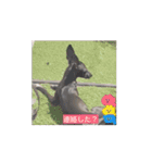 イタグレとミニピンNo.1（個別スタンプ：3）
