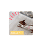 イタグレとミニピンNo.1（個別スタンプ：7）