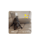 イタグレとミニピンNo.1（個別スタンプ：8）