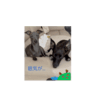 イタグレとミニピンNo.1（個別スタンプ：14）