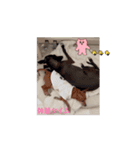 イタグレとミニピンNo.1（個別スタンプ：15）